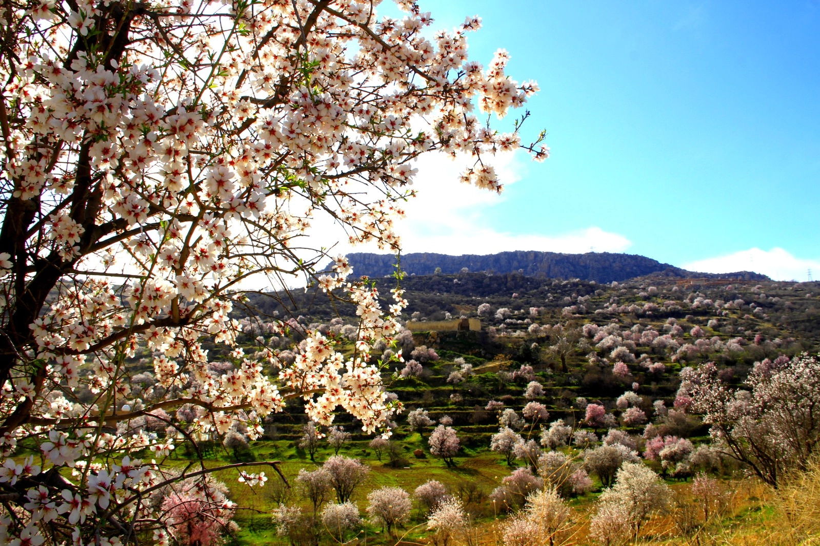 Mardin Yeşilli’de renk cümbüşü (ÖZEL HABER)