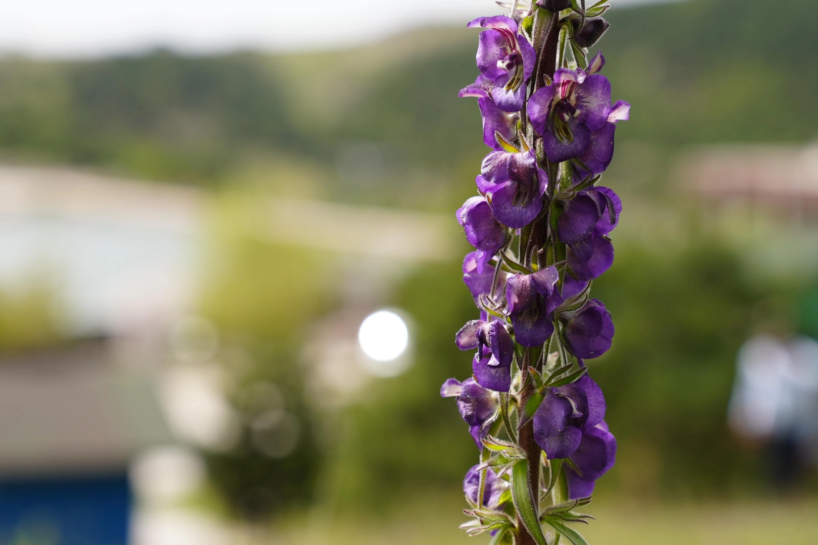 Bursa Gürsu'nun özel bitkisi mor çiçeklerini açtı! Fotoğraf tutkunlarının ilgi odağı