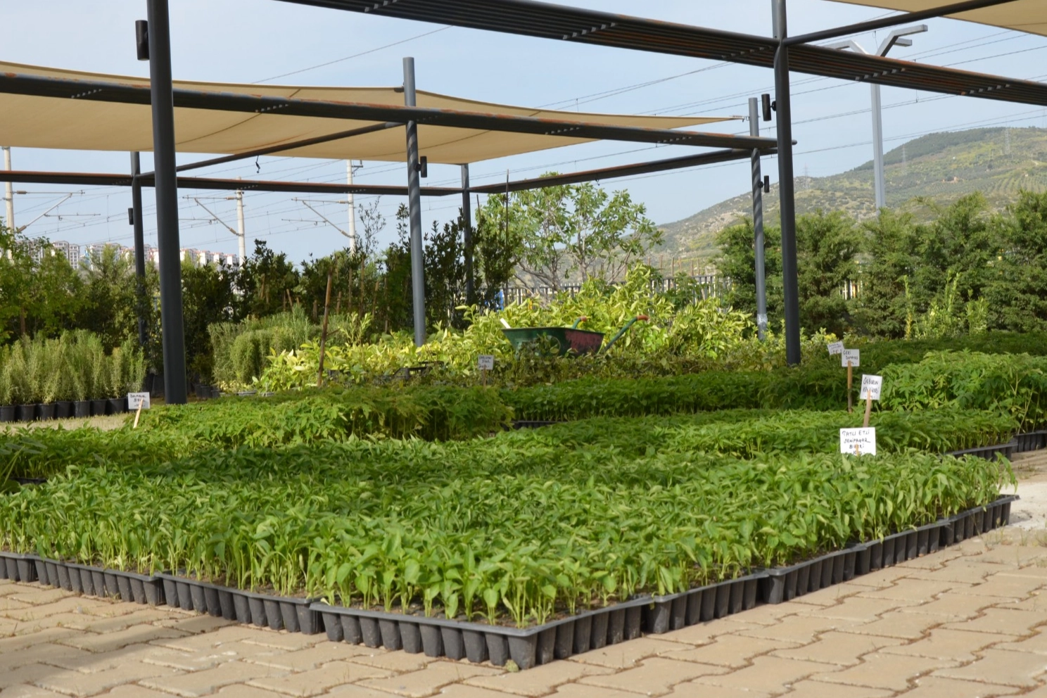 Efes Tarlası Yaşam Köyü’nde yerel tohumlarla üretim sürüyor