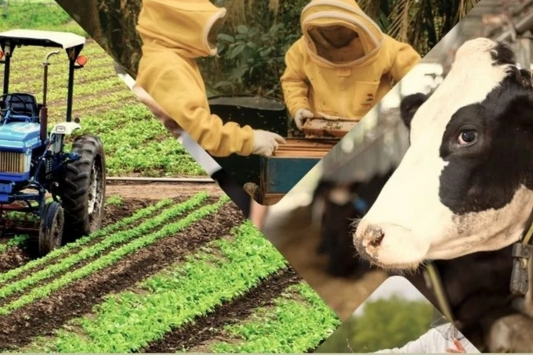 Çiftçiye 3,3 milyar TL'lik destek ödemeleri hesaplarda