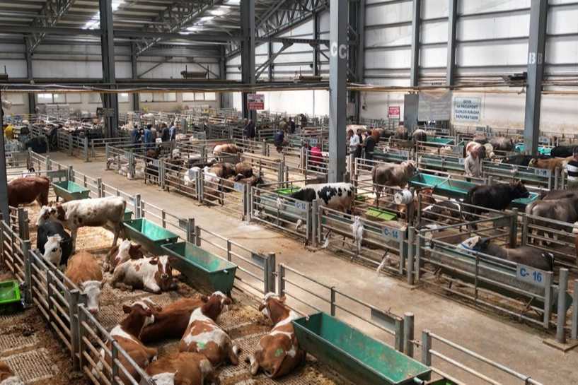 Erzurum'da Doğu Anadolu Canlı Hayvan Borsası'na büyük ilgi