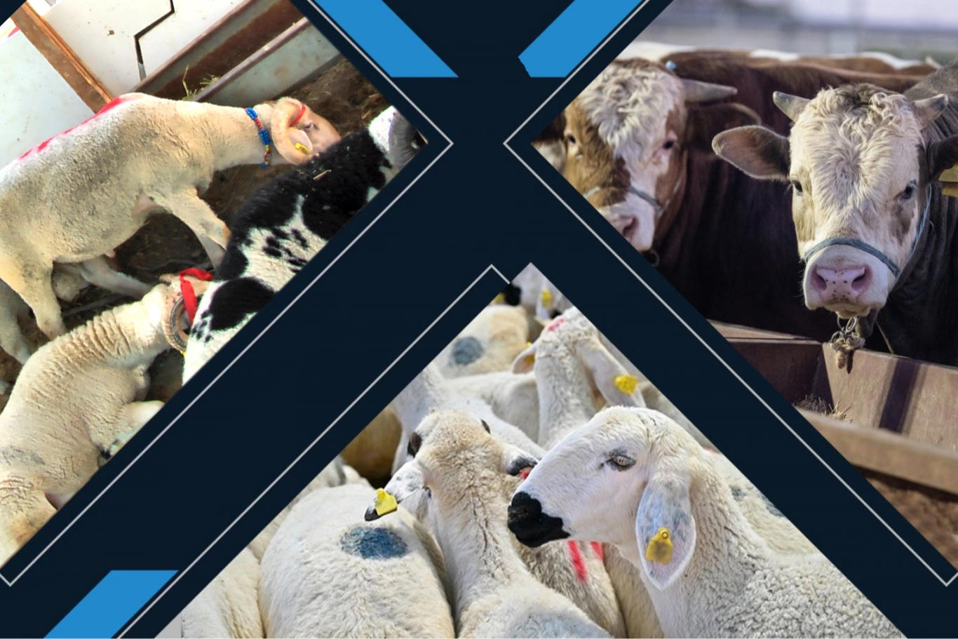 Kalan kurbanlıkları ESK alacak