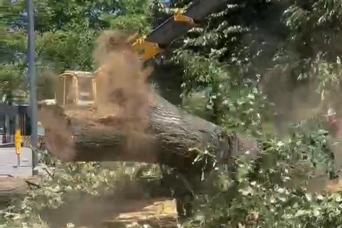 Düzce'de 100 yıllık ağaç kesildi, tepkiler yükseldi!