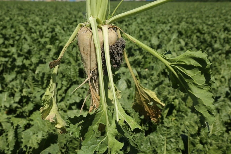 Pancar üreticisine 410 milyon TL sulama avansı desteği