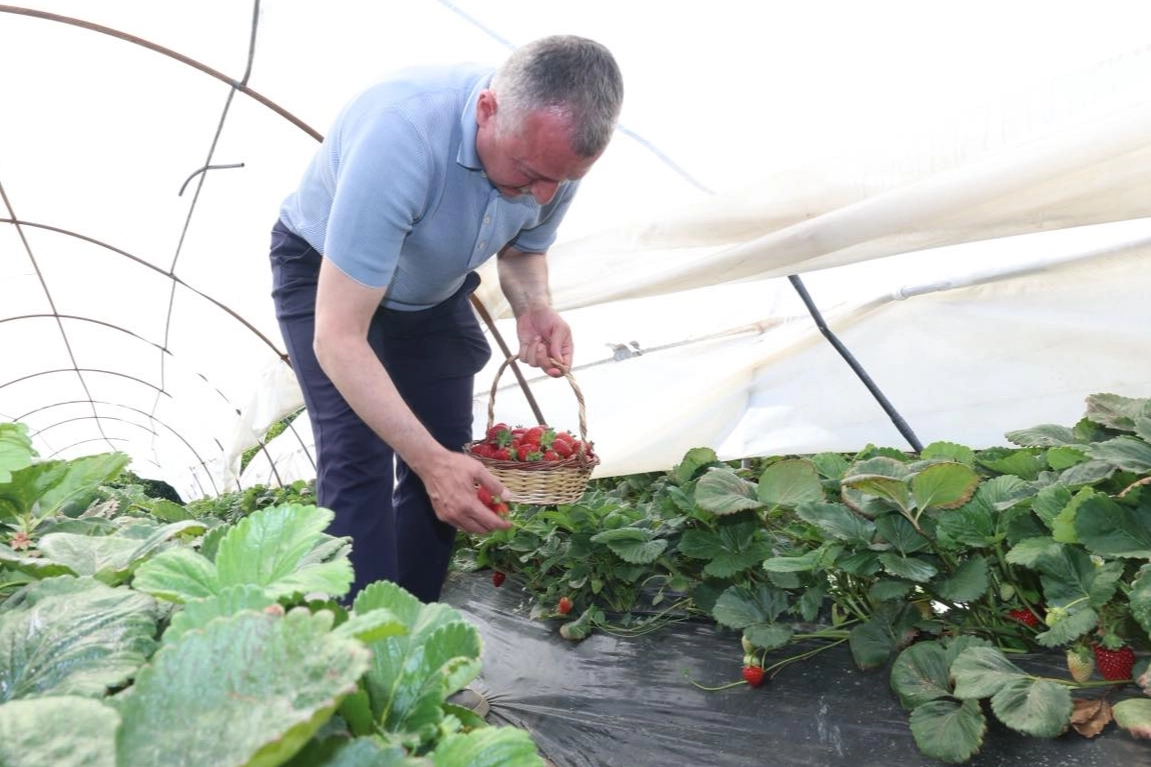 Kocaeli'de Başkan Büyükakın çilek hasadına katıldı
