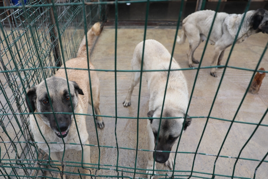 Sivas Belediyesi’nden sokak hayvanlarına modern barınak
